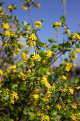 Blooming black currant bush. Beautiful densely growing small yellow flowers on branches with green leaves. Spring. The awakening of nature.