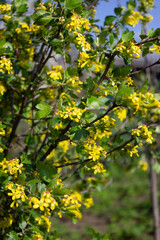 Blooming black currant bush. Beautiful densely growing small yellow flowers on branches with green leaves. Spring. The awakening of nature.