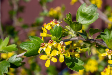 Obraz premium Blooming black currant bush. Beautiful densely growing small yellow flowers on branches with green leaves. Spring. The awakening of nature.
