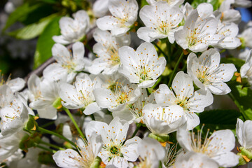 A yellow cherry tree in abundant bloom. Many small white flowers on branches with green leaves. Spring. The awakening of nature. White flower background.