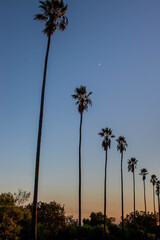 Obraz premium Palm trees with blue sky background, looking up