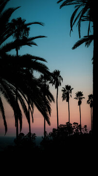  Dramatic Sunset in Los Angeles California with palm trees 