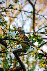 bird on a branch