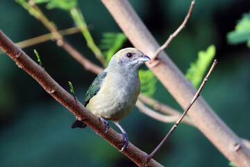 Burnished-buff Tanager female  (Tangara cayana) perched on a branch
