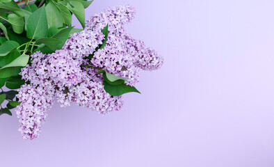 A big bouquet of lilac flowers on a purple background.