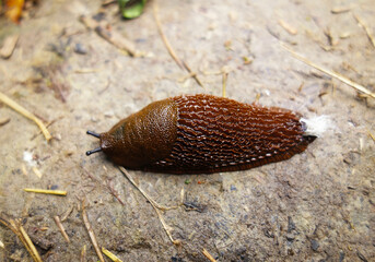 A snail without a house is called a homeless