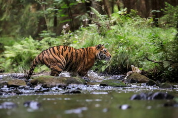 The largest cat in the world, Siberian tiger, hunts in a creek amid a green forest. Top predator in...