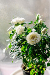 Beautiful miniature white Rose with flowers blooming and green leaves. House plant with drops of water. Selective focus, vertical.