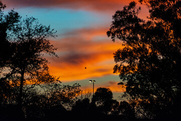 cielo colorido en un atardecer colorido con arboles negros haciendo contraste 