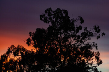 amanecer naranja y violeta con arboles en contraste al cielo 