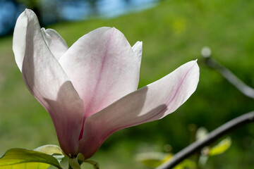Obraz premium magnolia flower in spring