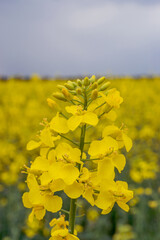 Canola field. Rapeseed plant, colza rapeseed for green energy. Yellow rape flower for healthy food oil on field. Springtime golden flowering.