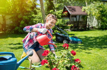 Female gardener kneeling watering geraniums in yard in sunshine.