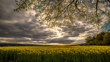 Ein Rapsfeld irgendwo in Niedersachsen