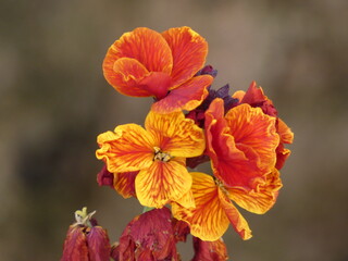 Wallflower (Erysimum cheiri) - close up of wilting orange wallflowers, Poland