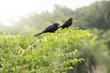 A couple of black birds known as Smooth-Billed Ani and scientific name Crotophaga ani, perching on a tree in a misty morning, trees and mist in the background