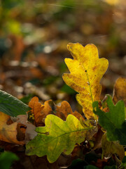 Herbstlaub