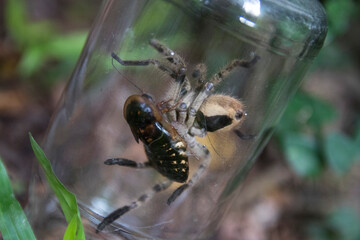 Spider eating cockroach