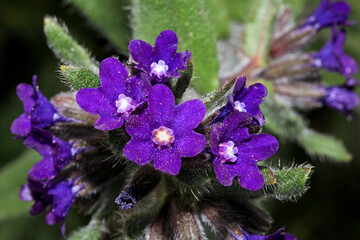 i fiori violetti della Buglossa (Anchusa officinalis)