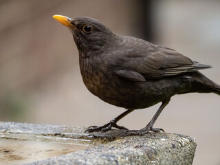 BLACK BIRDS MATTER