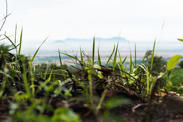 Selective focus of the natural wild grass forming the mulch on its natural environment on a misty day, from a ground point of view and mountains in the background in bokeh