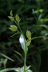 piccola orchidea di bosco (Cephalanthera damasonium)