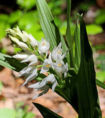 sommità fiorita di una bianca orchidea spontanea (Cephalanthera longifolia)