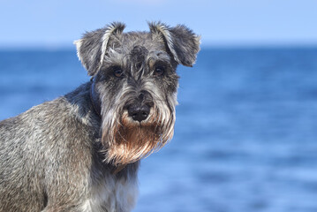 portrait of a miniature schnauzer puppy on a background of water