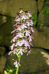 spiga fiorita di orchidea purpurea (Orchis purpurea)