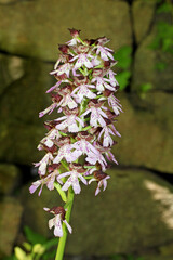 spiga fiorita di orchidea purpurea (Orchis purpurea) © gabriffaldi