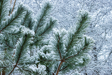 Beautiful pine branch in the snow for a postcard or calendar.