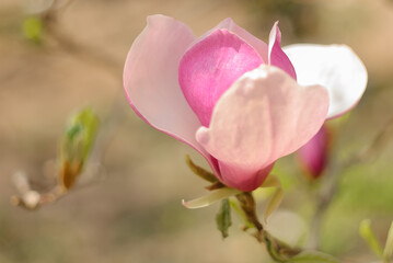 Tender pink magnolia flower close up