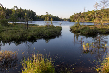 reflection of trees in water