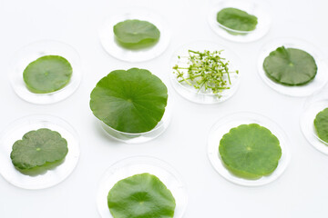 Fresh green centella asiatica leaves in petri dishes on white background.