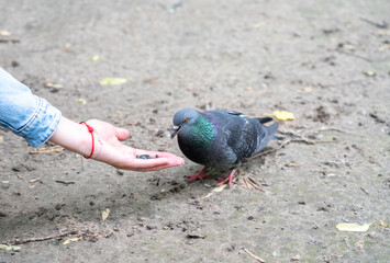 girl feeding pigeon from hand