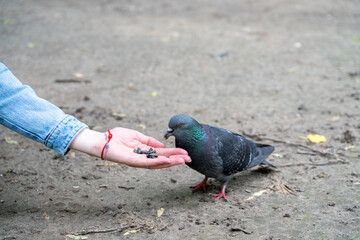 feeding the pigeon