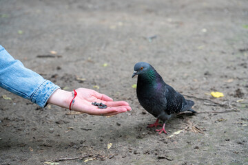 pigeon eats from hand