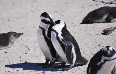 Penguin couple in Cape Town, South Africa