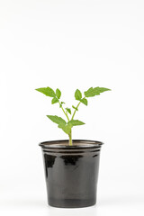 young tomato sprout at flower pot isolated on white background. domestic gardening concept. tomato seedling