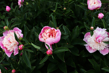 Beautiful flower blossom in garden. Romantic background with flowers