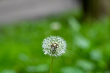 fluffy dandelion head on a strongly blurred green background in the park