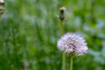 fluffy dandelion head on a strongly blurred green background in the park