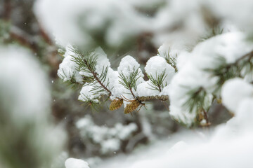 Pine cones covered in snow