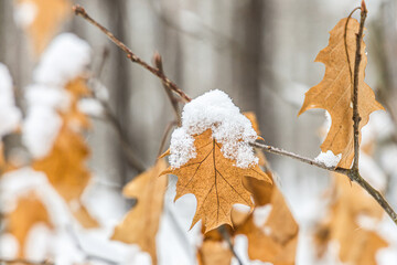 Leaves covered in snow in the forest
