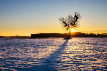 Sunrays soothing through lone tree during cold winter sunrise