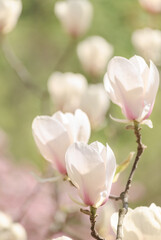 Three magnolia flowers close up
