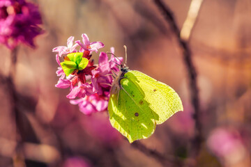 Springtime butterfly on blooming flowers
