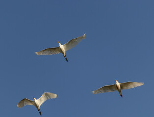 Primer plano de tres garzas volando sobre un fondo de cielo azul