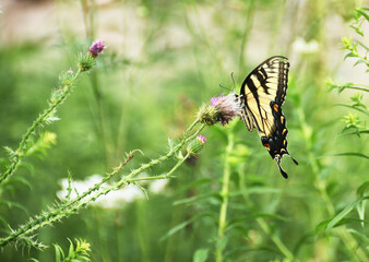 Swallowtail on Thistle