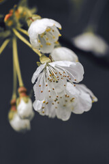 Springtime cherry blossom